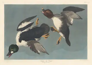 Golden-eye Duck, by Havell, Jr., Robert, ink, 1836