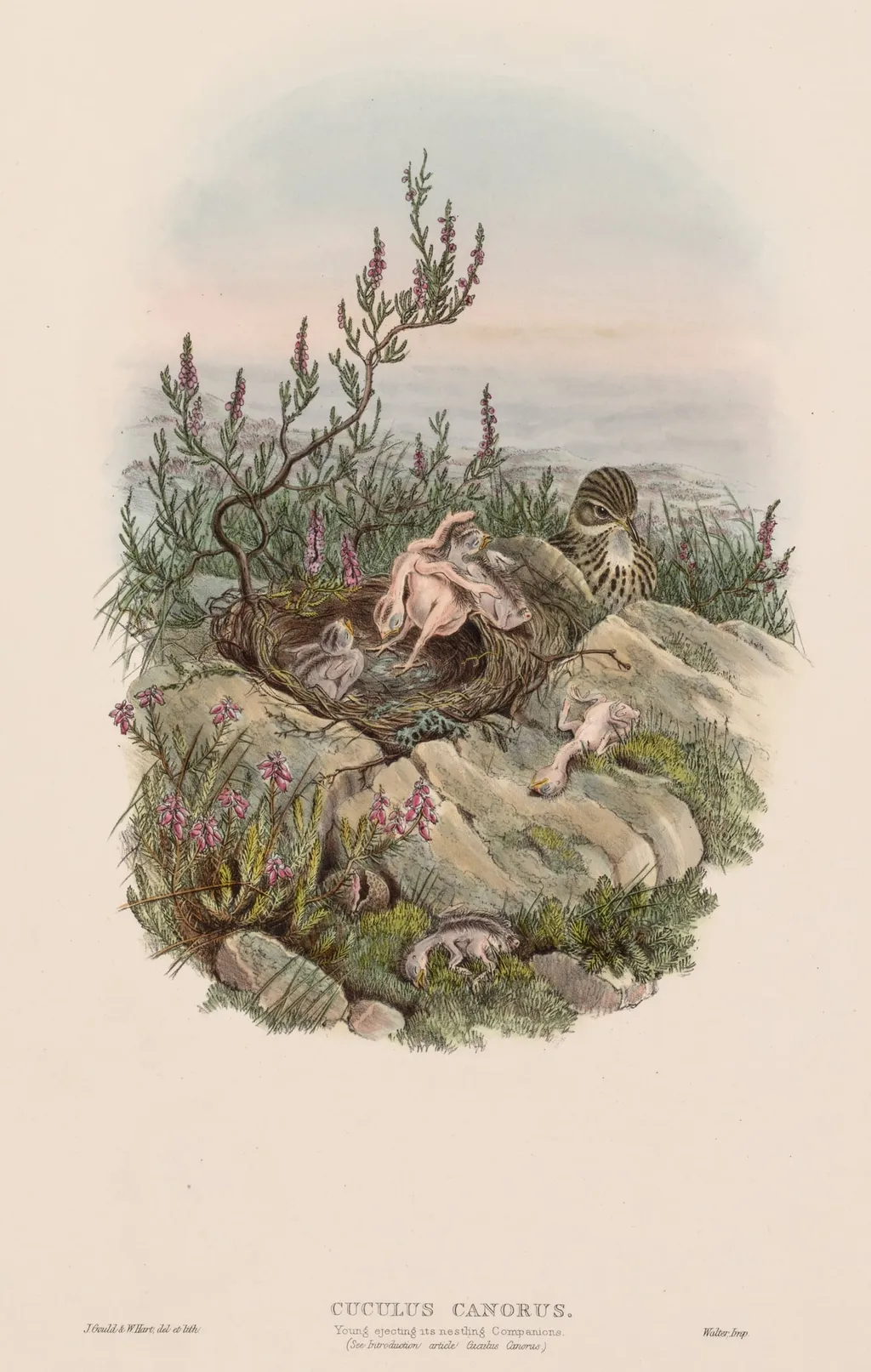 Cuculus Canorus, by John Gould, 1873