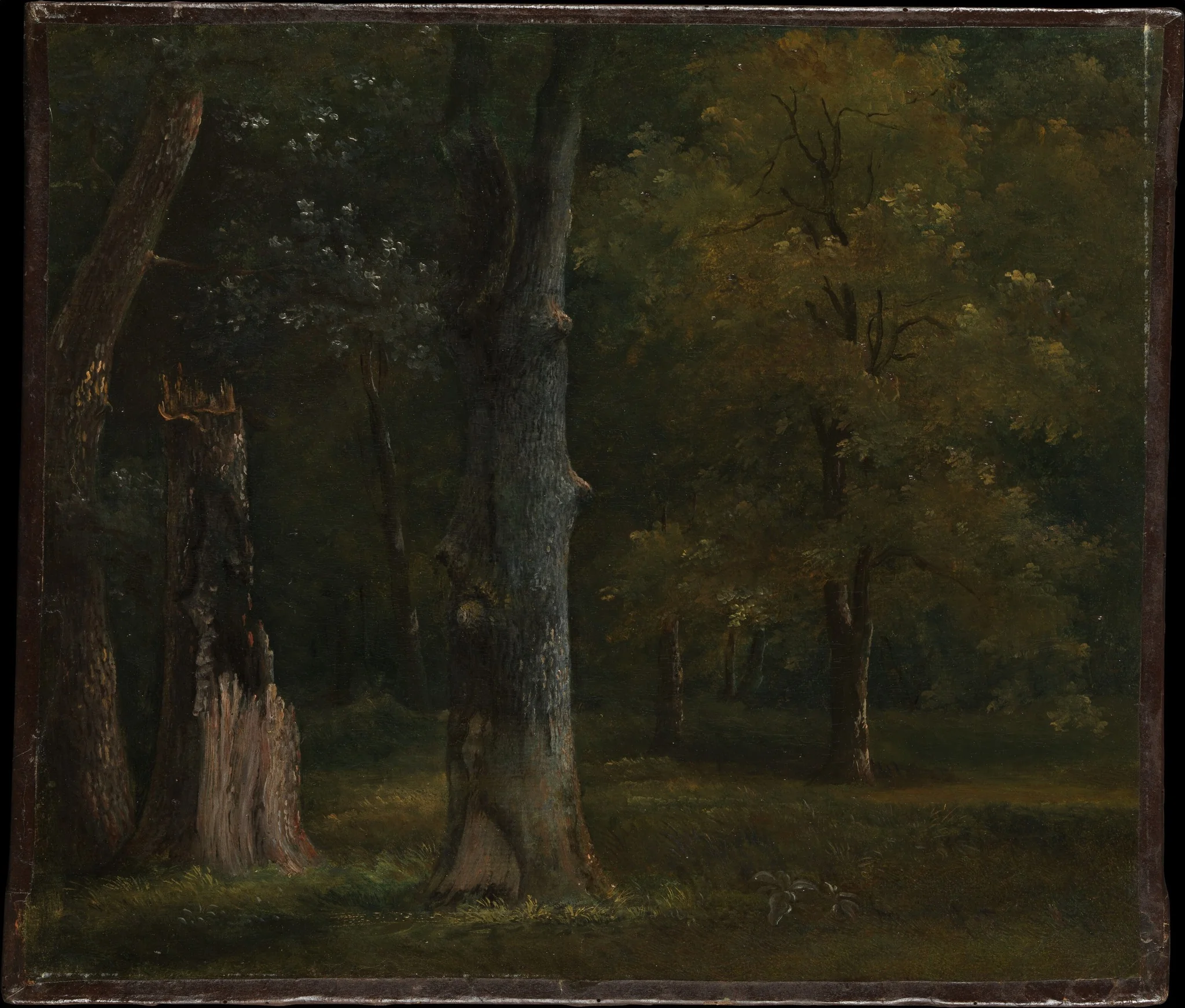 Trees in the Bois de Boulogne, Paris, detail