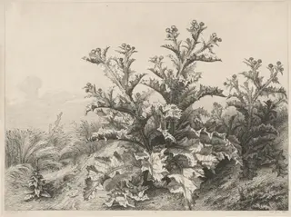 The Great Thistle (Le Grand Chardon), by Eugène Bléry, ink, 1843