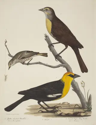Yellow-headed Blackbird, Female Blackbird, and Female Cape May Warbler, by Alexander Lawson, ink, 1810
