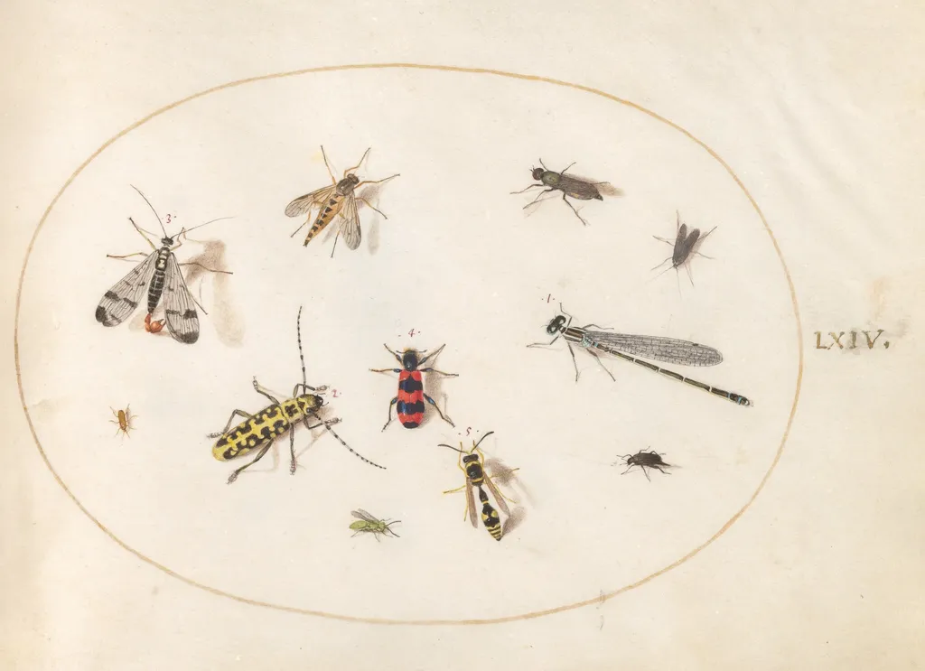 Plate 64: Eleven Insects, Including a Dragonfly and Longhorn Beetle, by Joris Hoefnagel, gouache, 1594