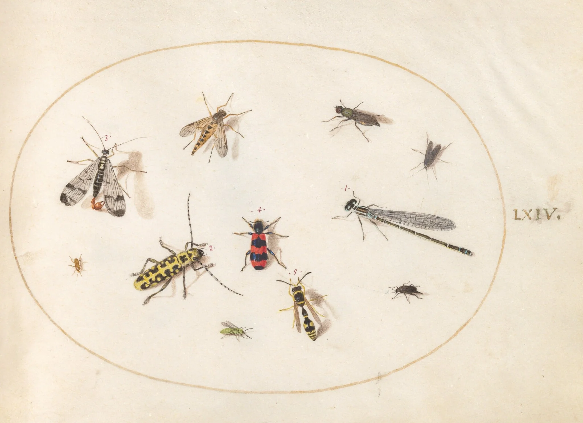 Plate 64: Eleven Insects, Including a Dragonfly and Longhorn Beetle, detail