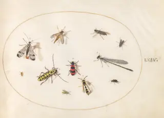 Plate 64: Eleven Insects, Including a Dragonfly and Longhorn Beetle, by Joris Hoefnagel, gouache, 1594