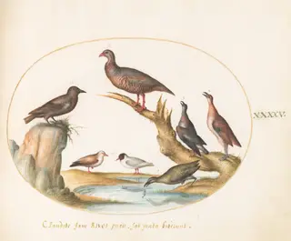 Plate 45: Spotted Nutcracker and Shore Birds, by Joris Hoefnagel, gouache, 1594