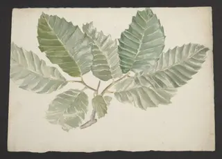 Untitled, by Beatrix Potter, watercolor, 1882