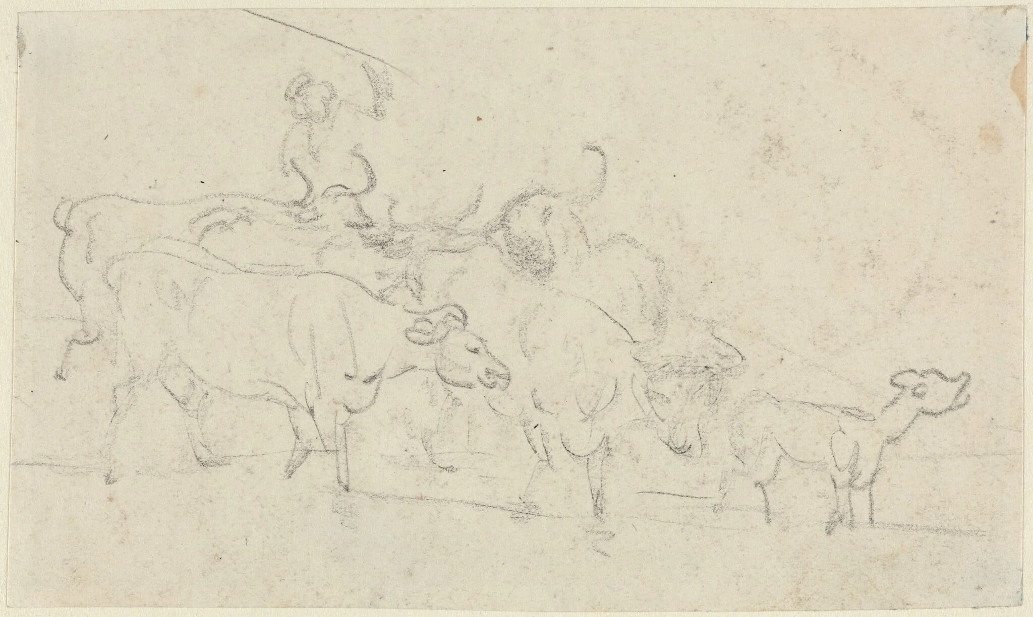 Cattle, detail