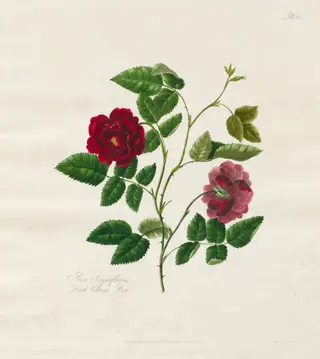 A Collection of Roses from Nature:  Dark China Rose, by Mary Lawrance, 1799