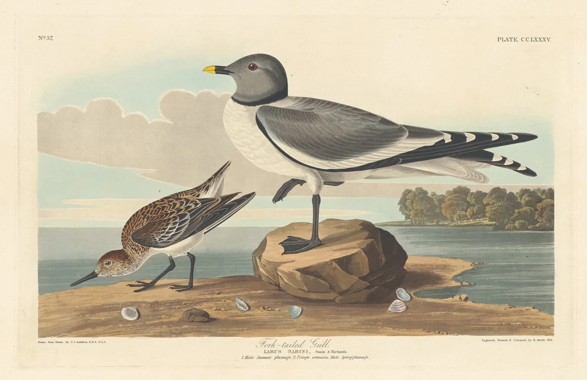 Fork-tailed Gull, detail