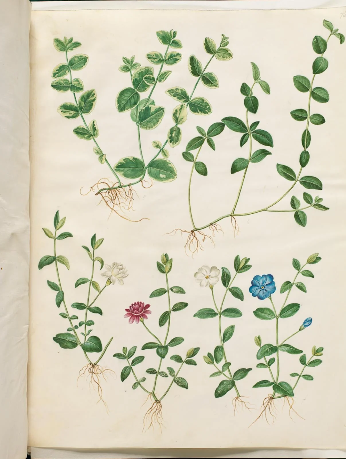 Vinca minor (liden singrøn), detail