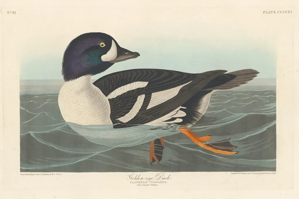 Golden-eye Duck, by Havell, Jr., Robert, ink, 1838