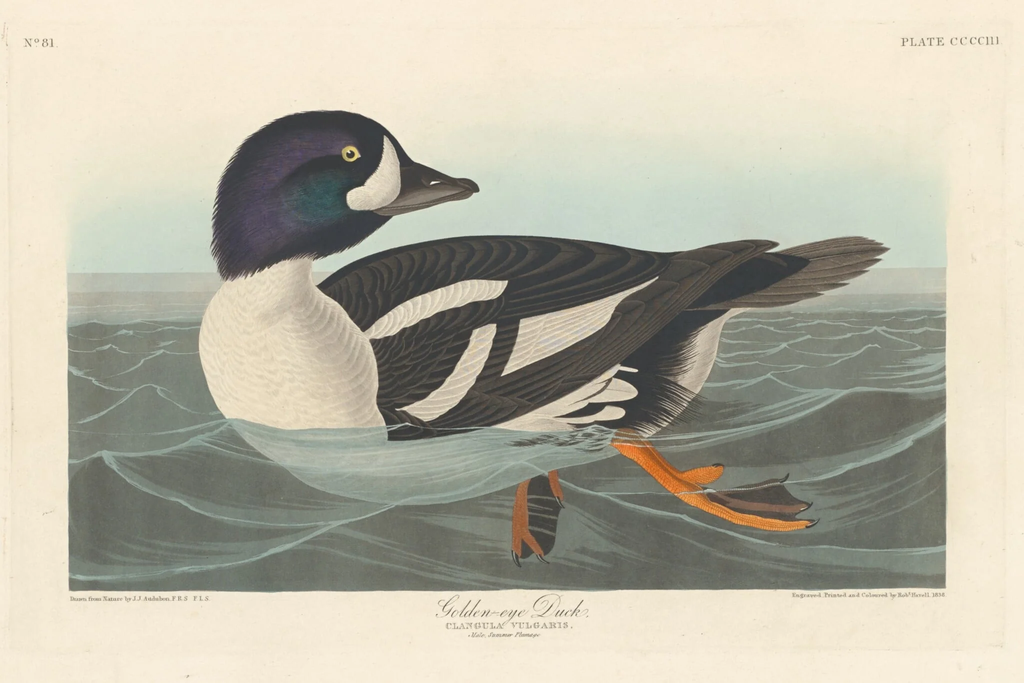 Golden-eye Duck, detail