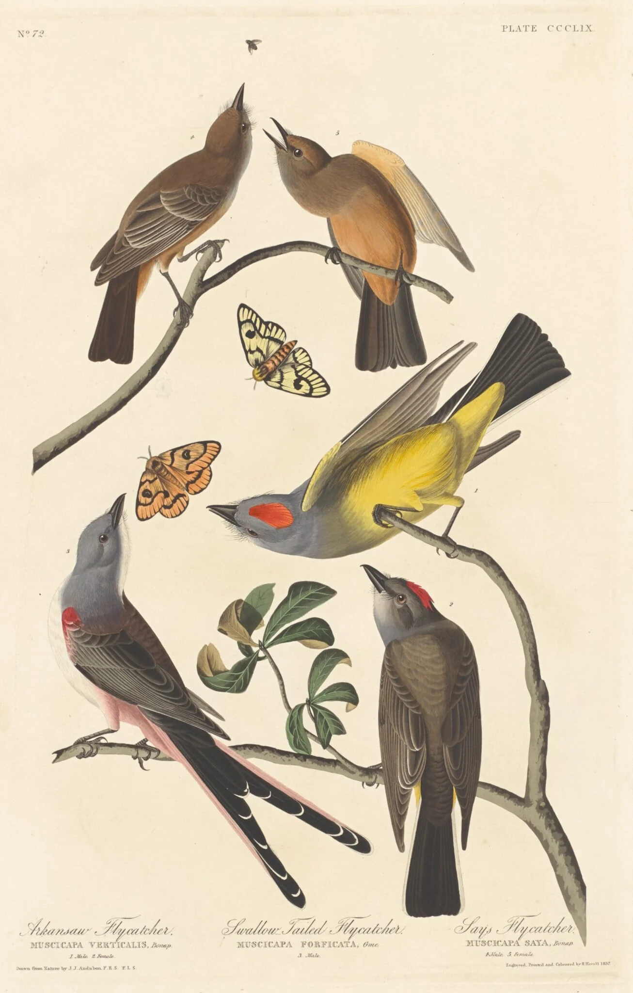 Arkansaw Flycatcher, Swallow-tailed Flycatcher and Says Flycatcher, detail