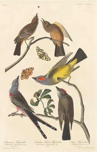 Arkansaw Flycatcher, Swallow-tailed Flycatcher and Says Flycatcher, by Havell, Jr., Robert, ink, 1837
