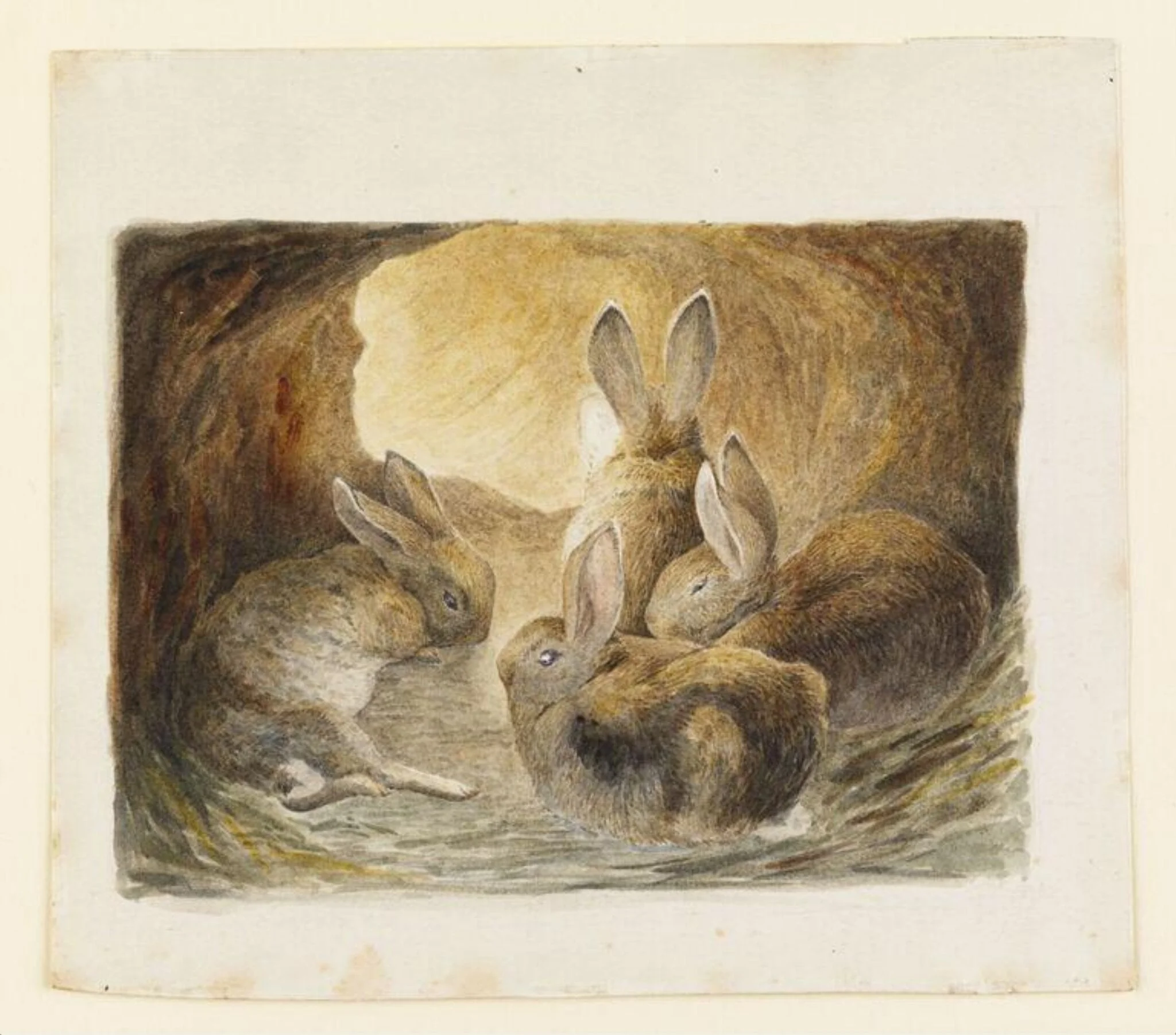 Four rabbits in a burrow, detail