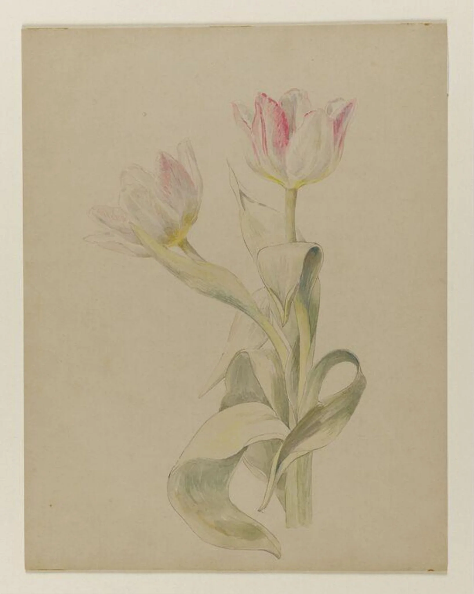 Pink and white tulips, detail
