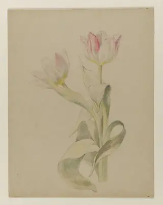 Pink and white tulips, by Beatrix Potter, watercolor, 1850
