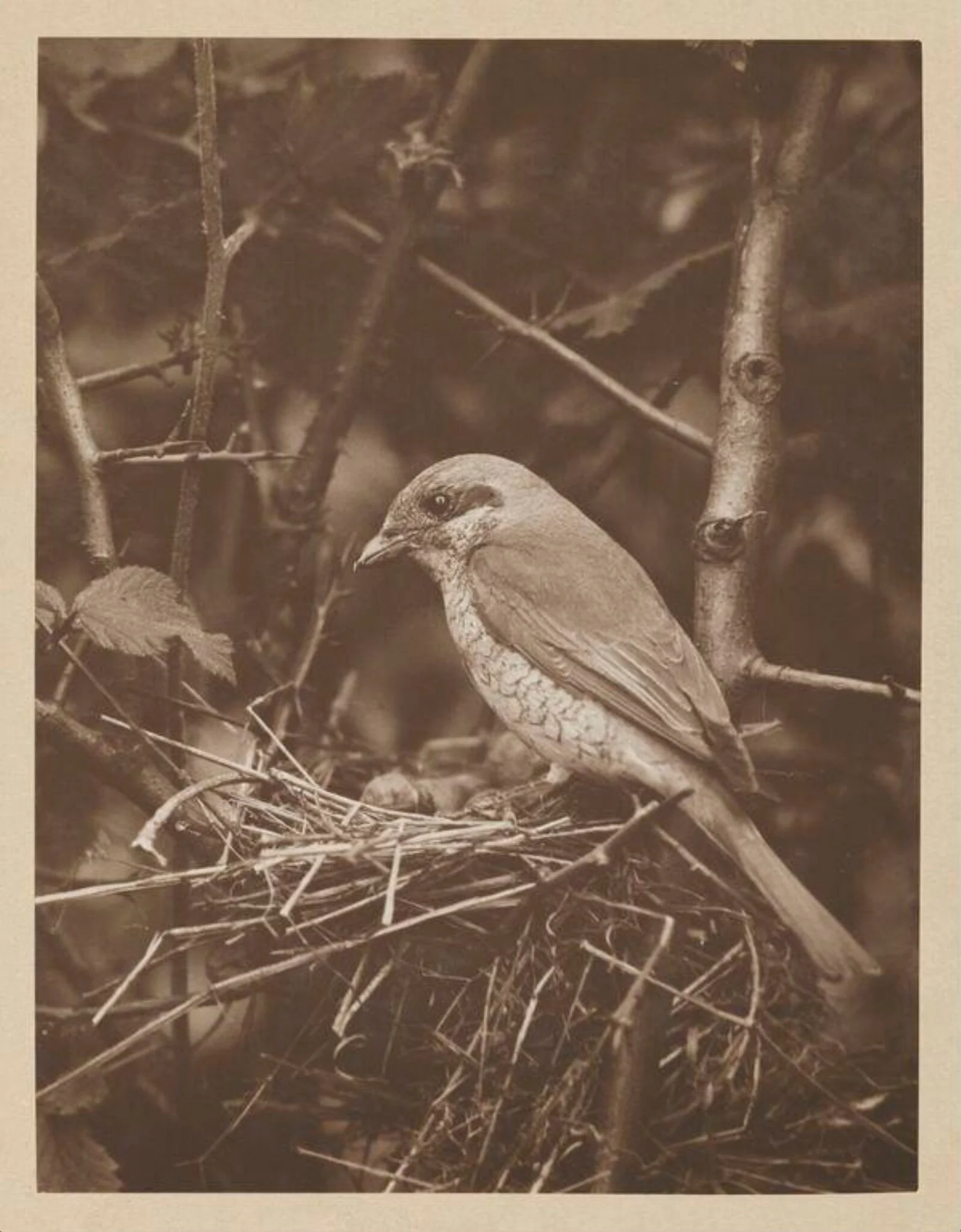 Hen Red-backed Shrike, detail