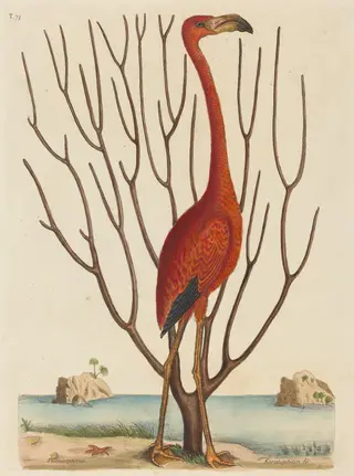 The Flamingo (Phoenicopterus ruber), by Mark Catesby, ink, 1737