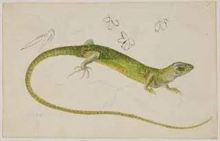 Study of a lizard, by Beatrix Potter, watercolor, 1884