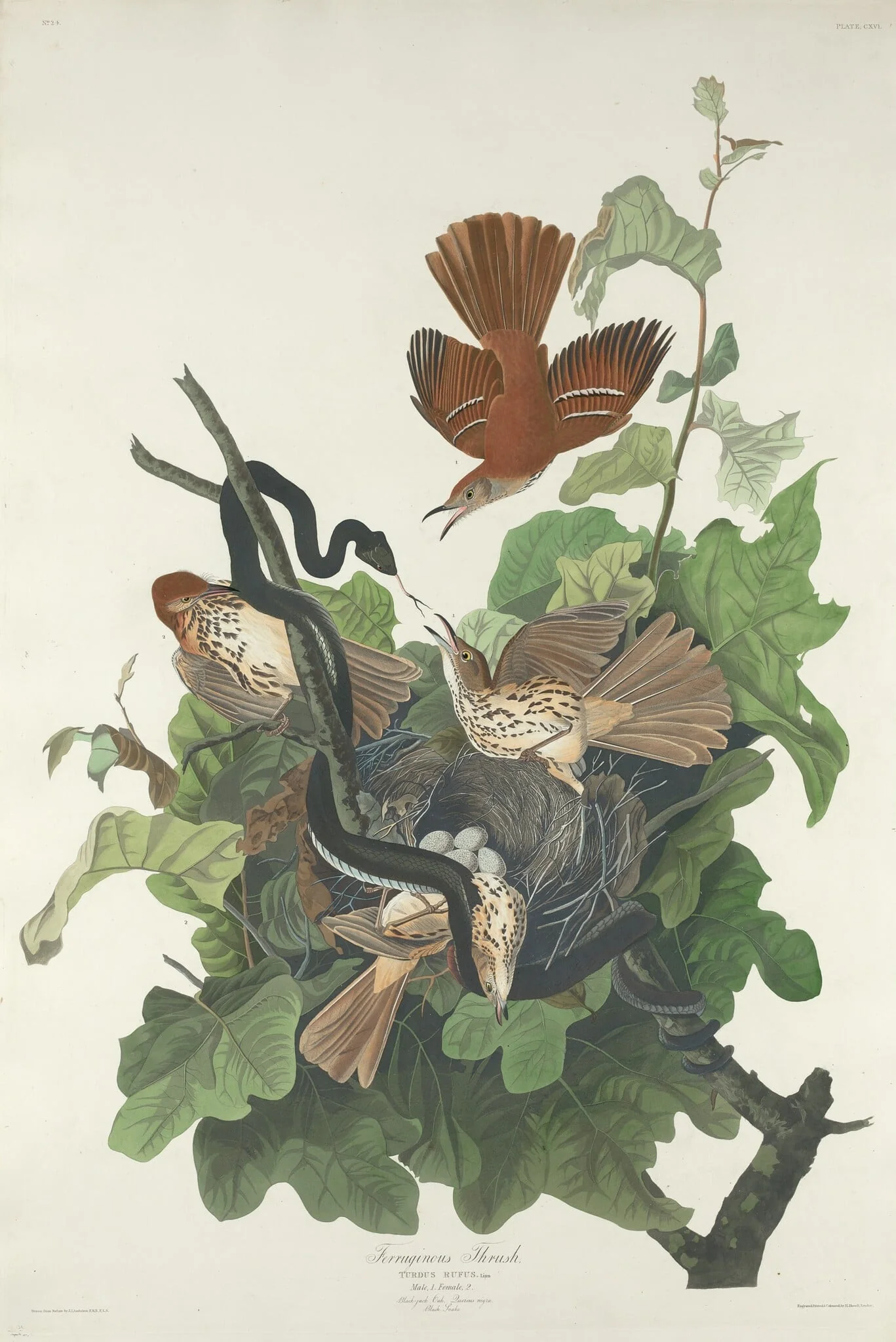 Ferruginous Thrush, detail