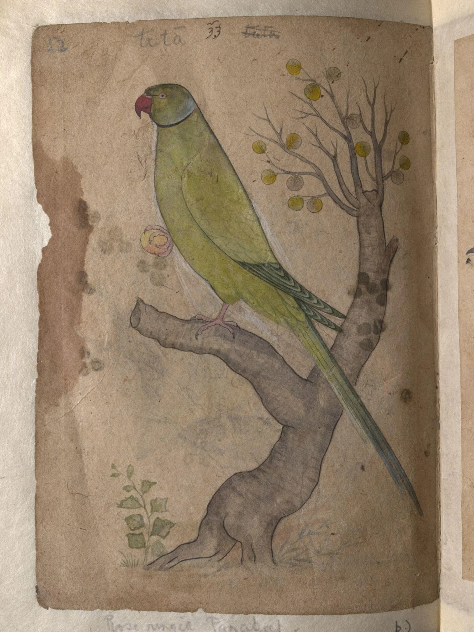 Depictions of Striated scops owl and Rose-ringed parakeet of Northern India, detail