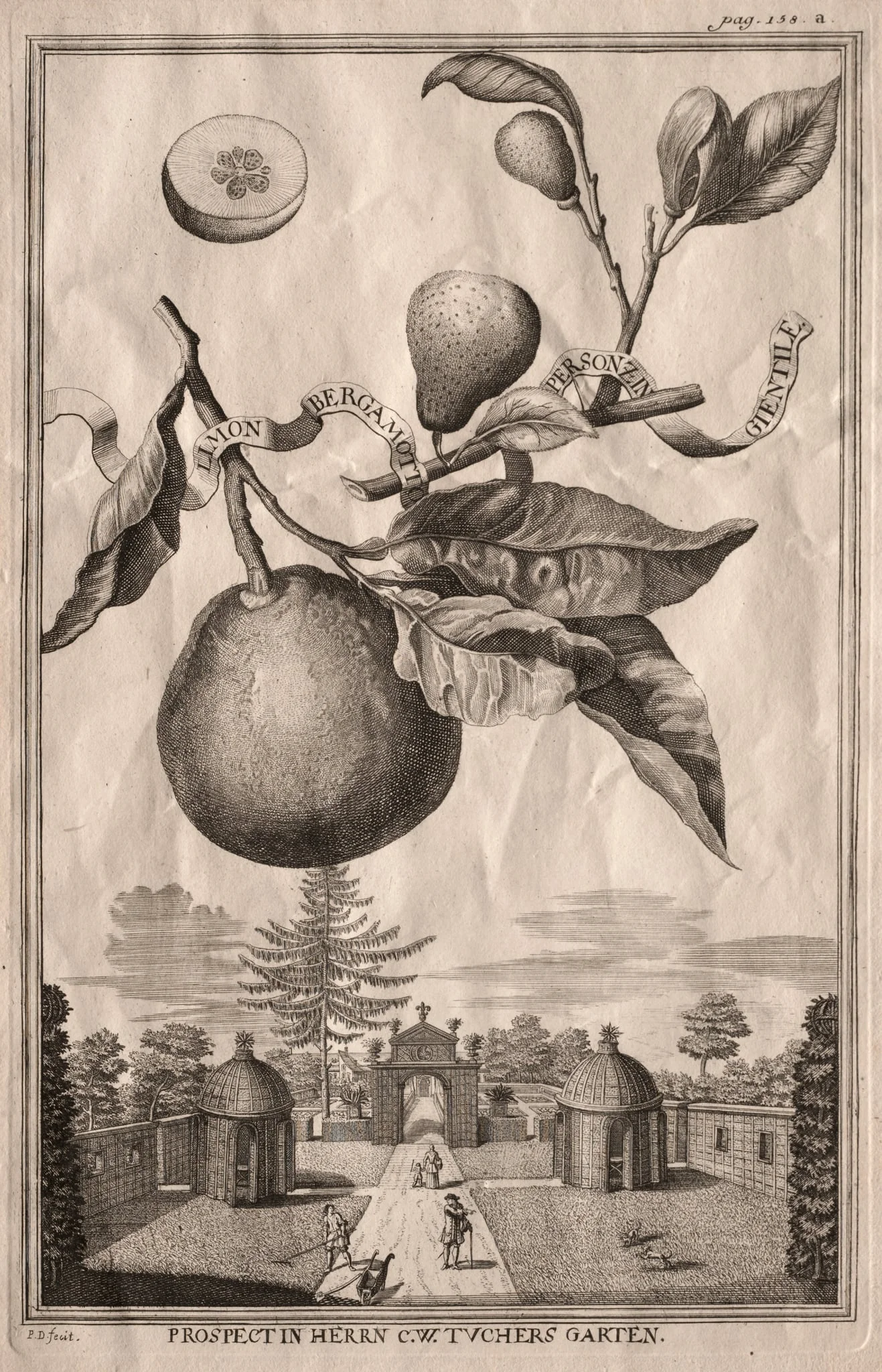 Nurnbergische Hesperides: Limon bergamotto personzin gientile, detail