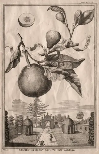 Nurnbergische Hesperides: Limon bergamotto personzin gientile, by Joseph de Montalegre, 1714