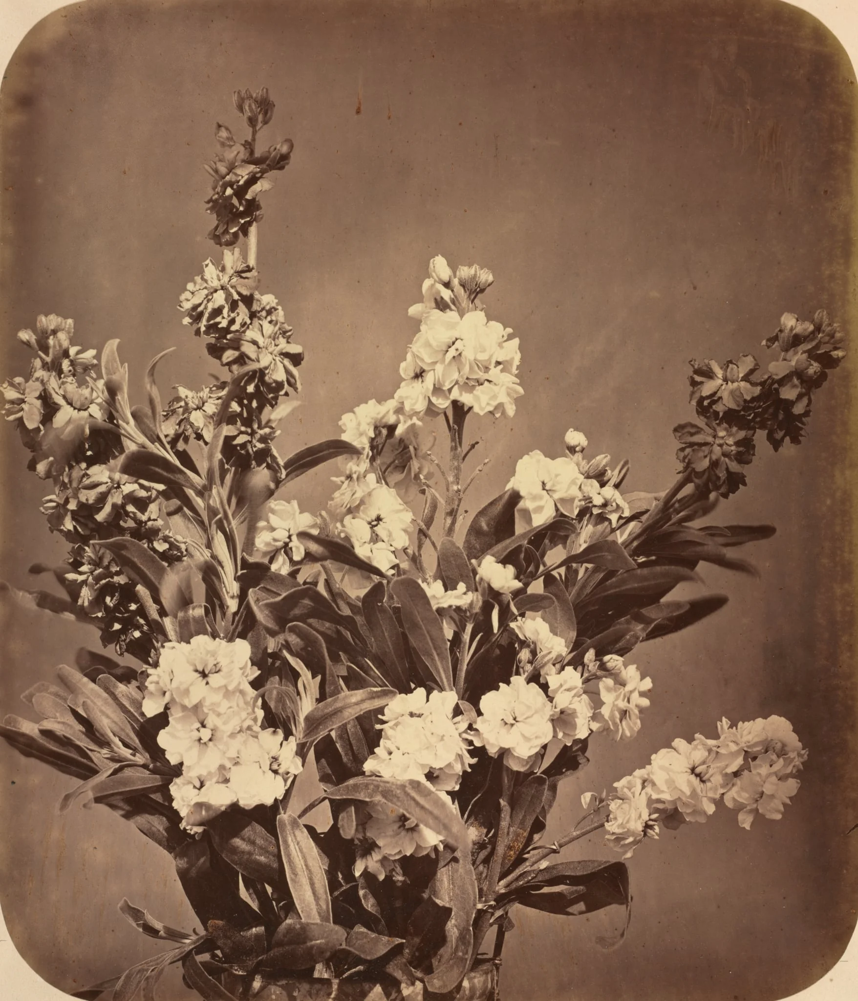 Bouquet, detail