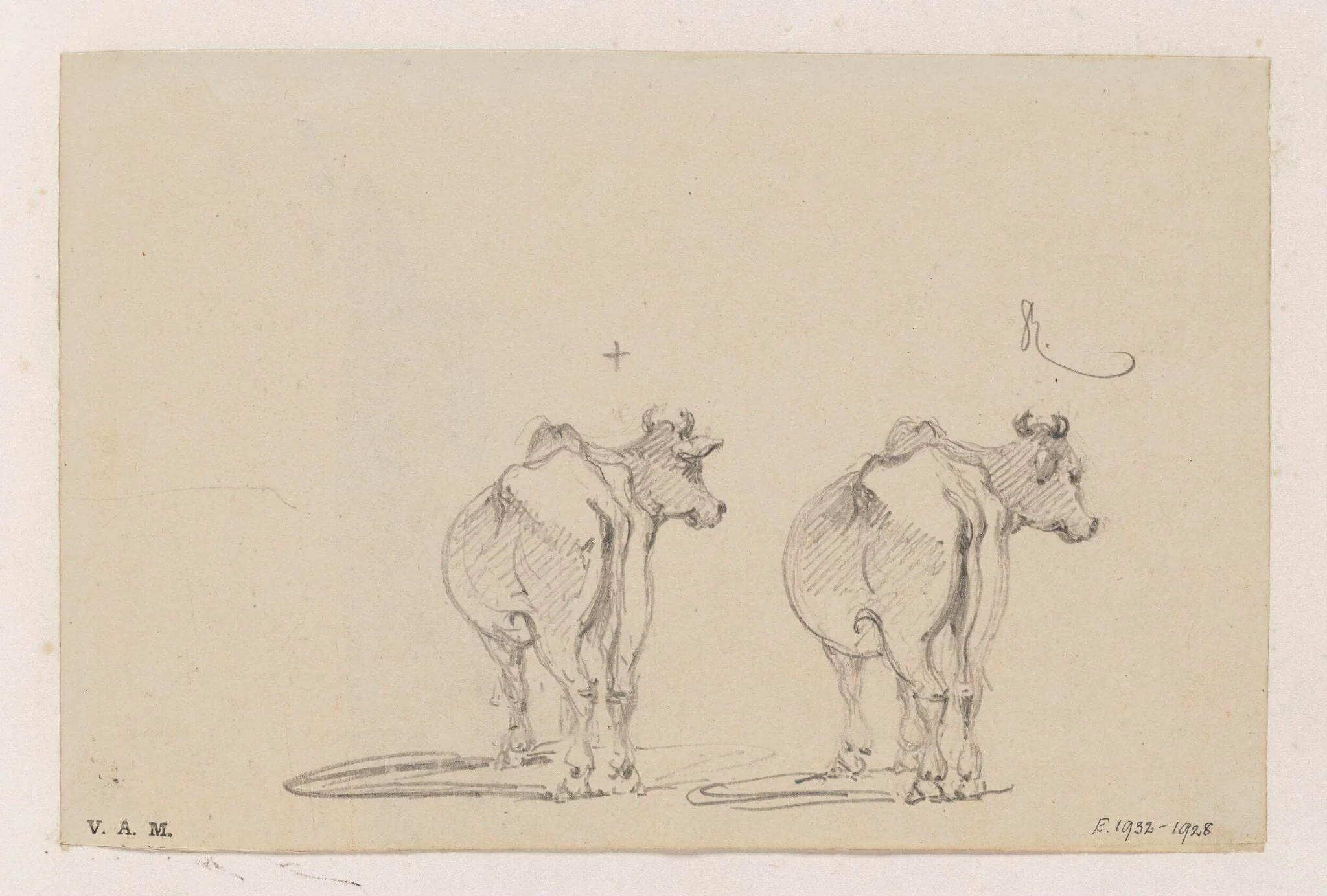 Two studies of a cow seen from behind, detail
