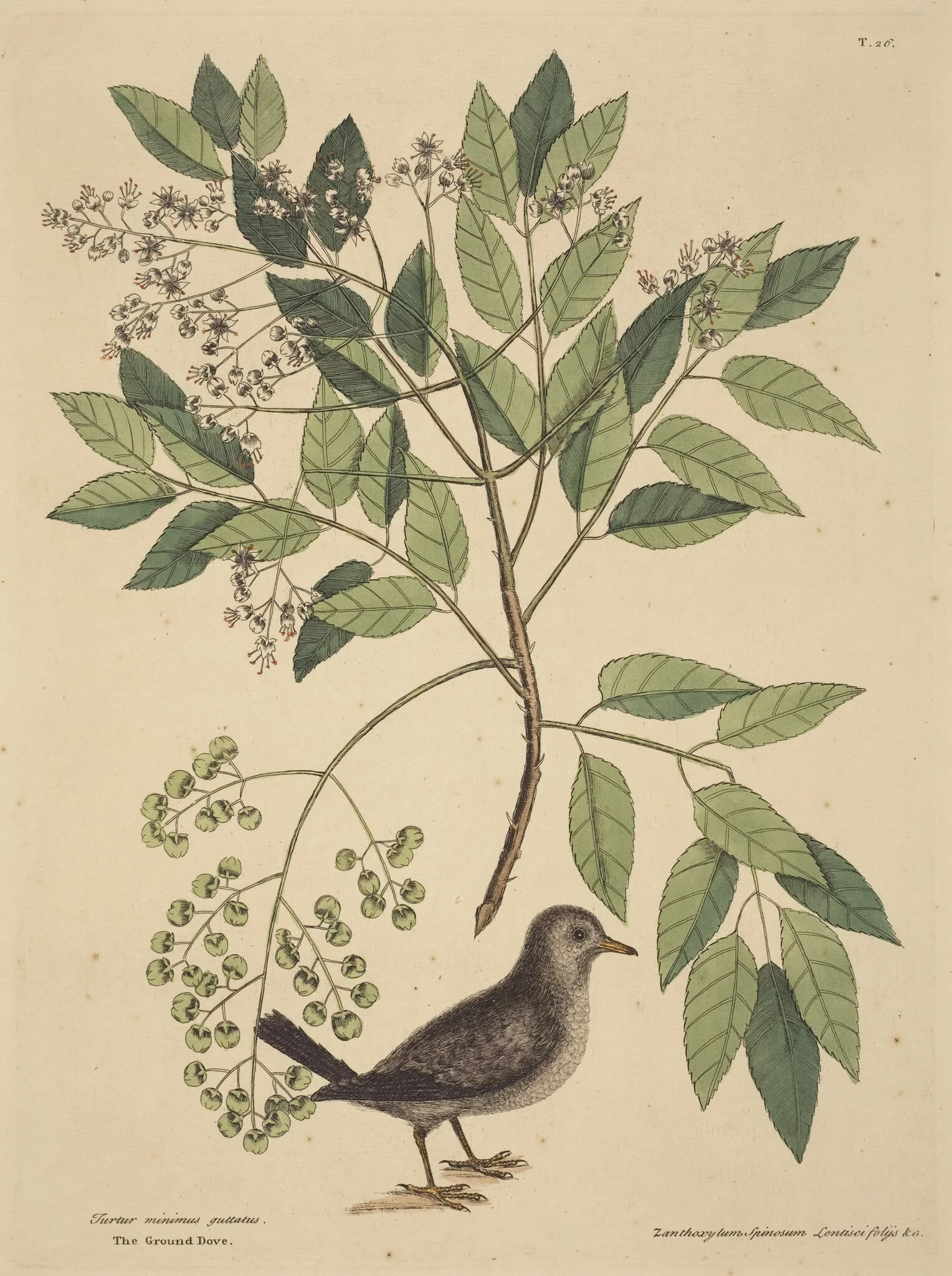The Ground Dove (Columba passerina), detail
