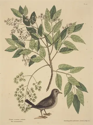 The Ground Dove (Columba passerina), by Mark Catesby, ink, 1737