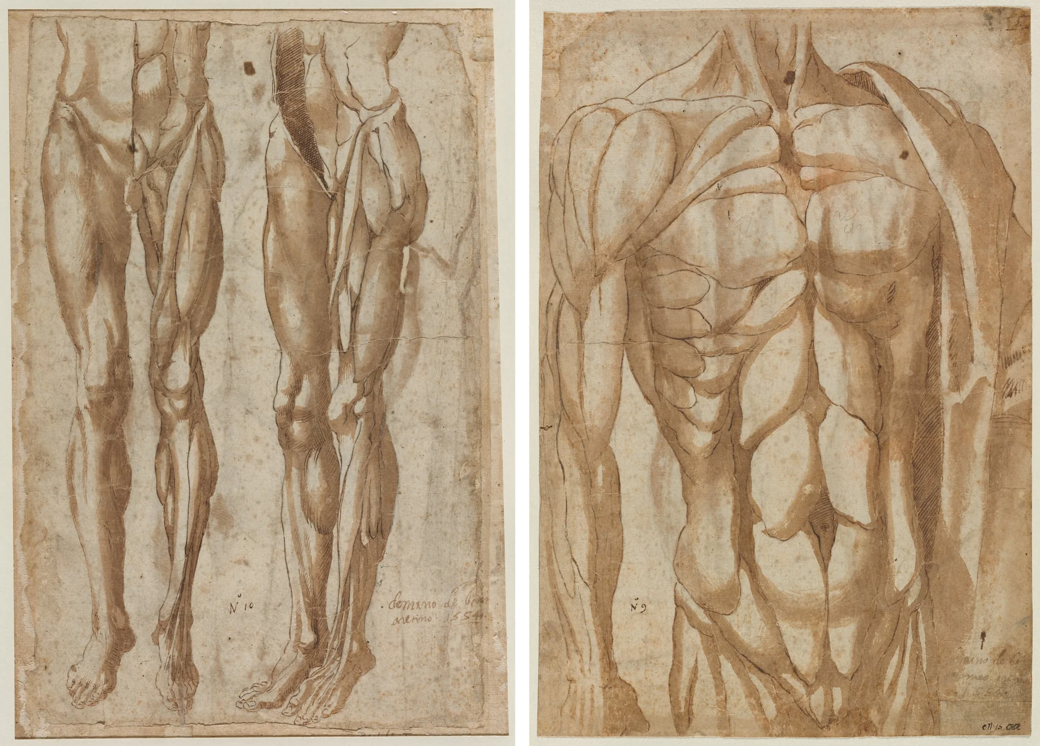 Two Studies of a Flayed Man (recto) Study of a Flayed Torso (verso), detail