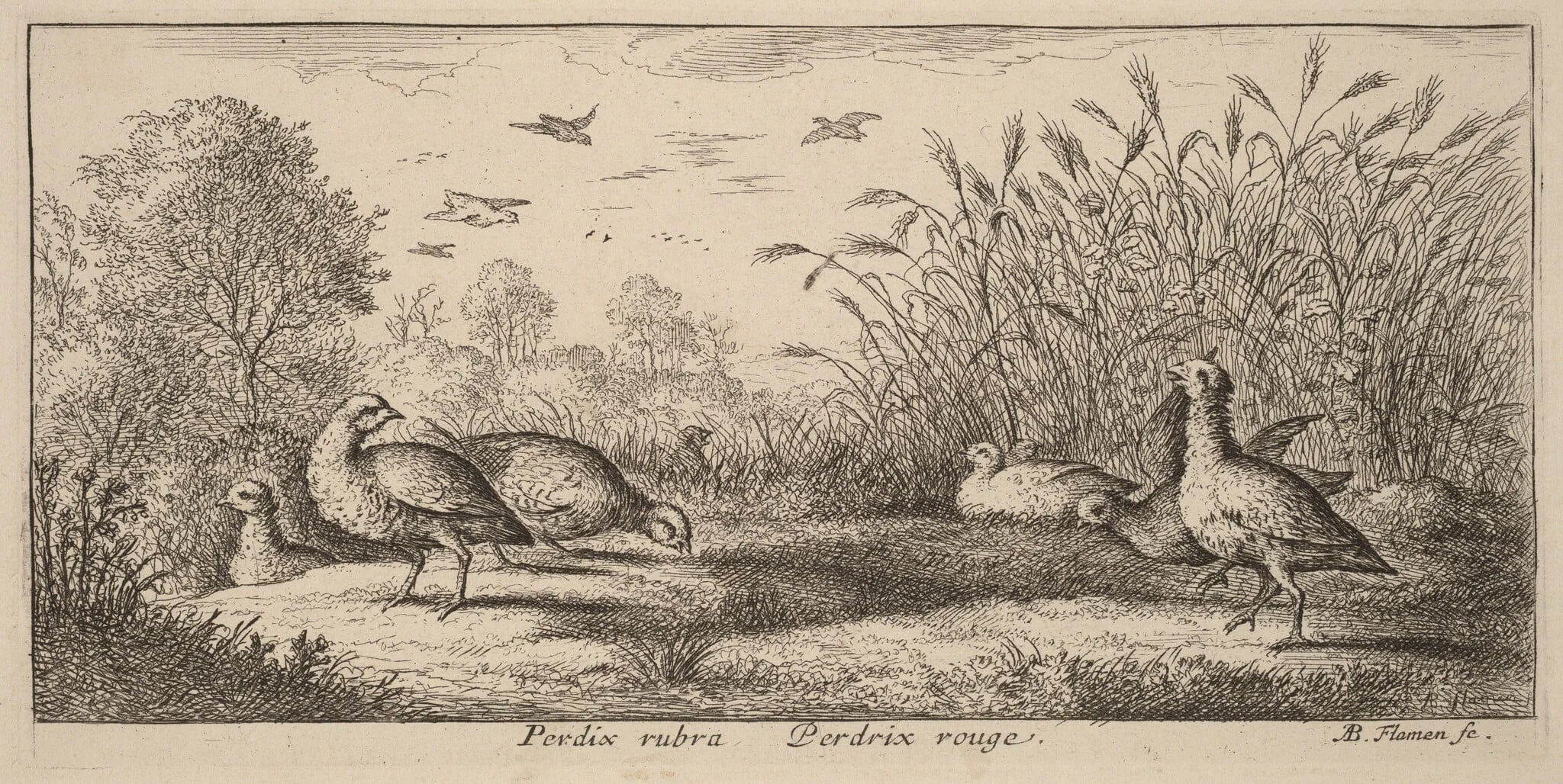 Pedrix rubra, The Red-Legged Partridge, detail