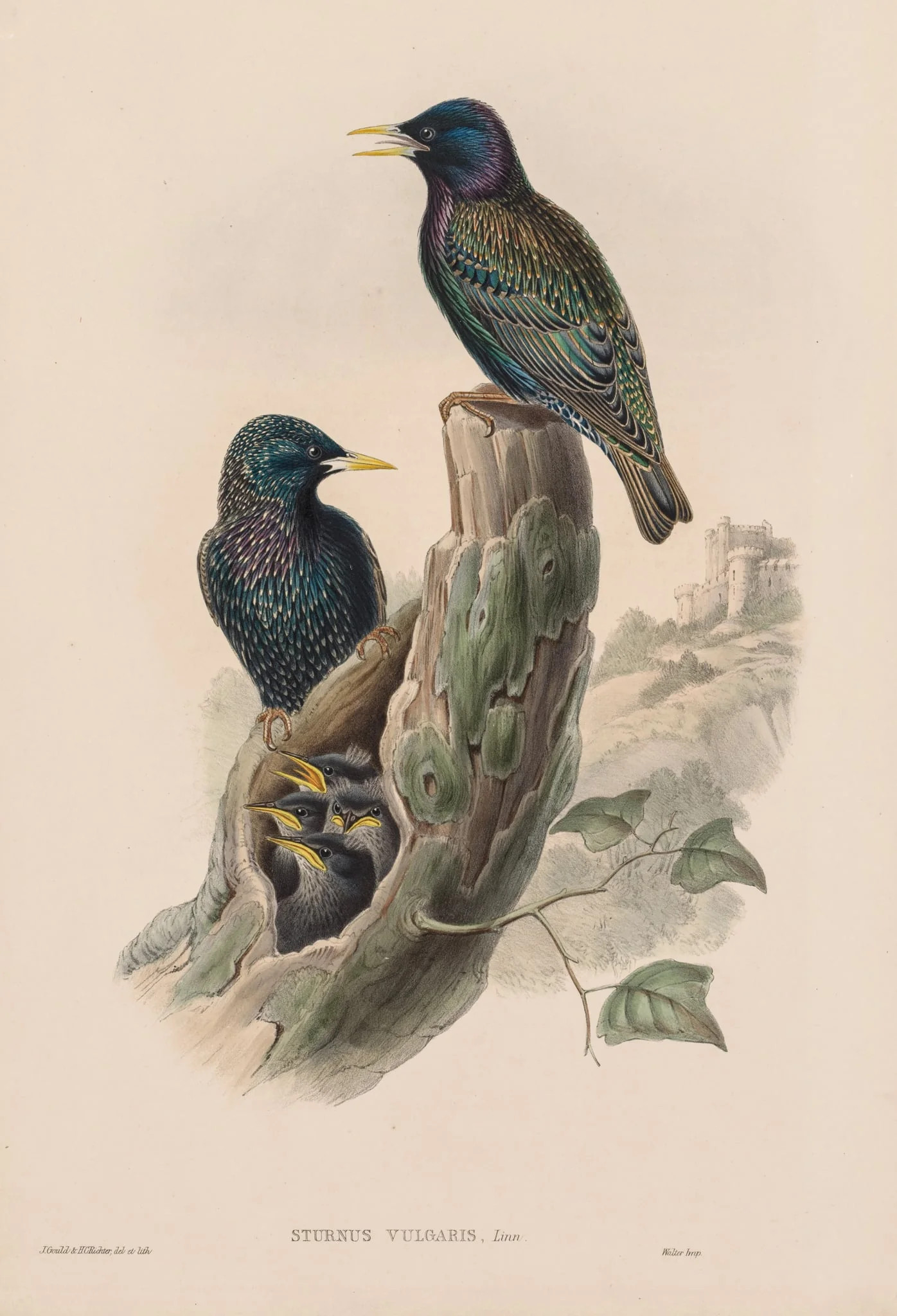 Sturnur Vulgaris, detail