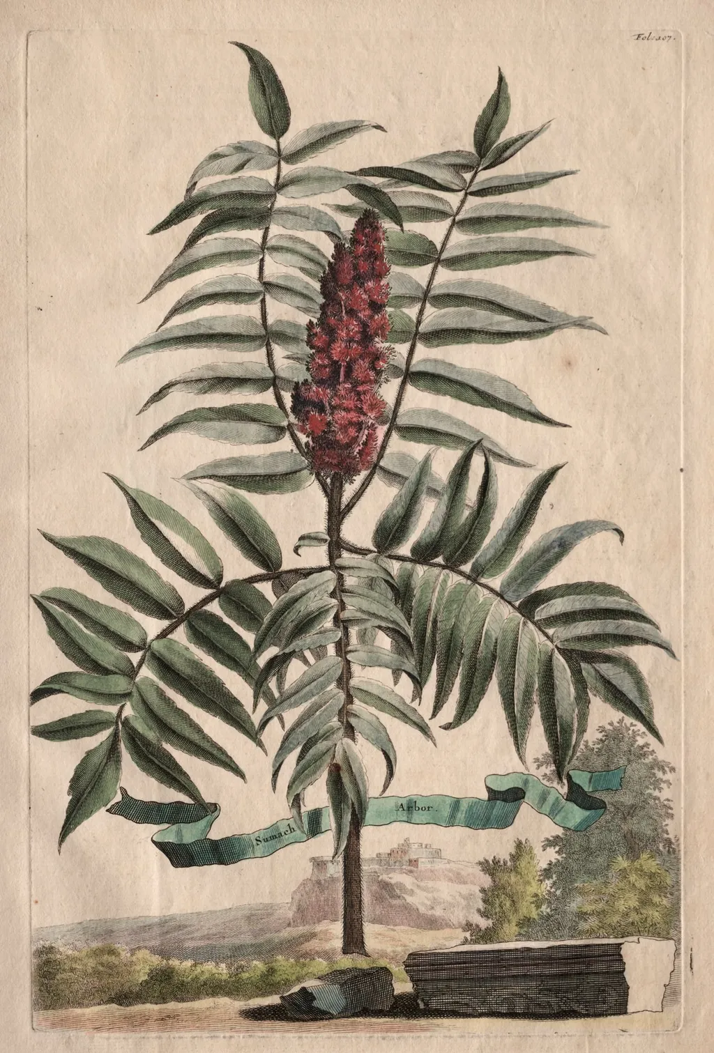 Phytographia Curiosa:  Sumach Arbor, by Abraham Munting, 1667