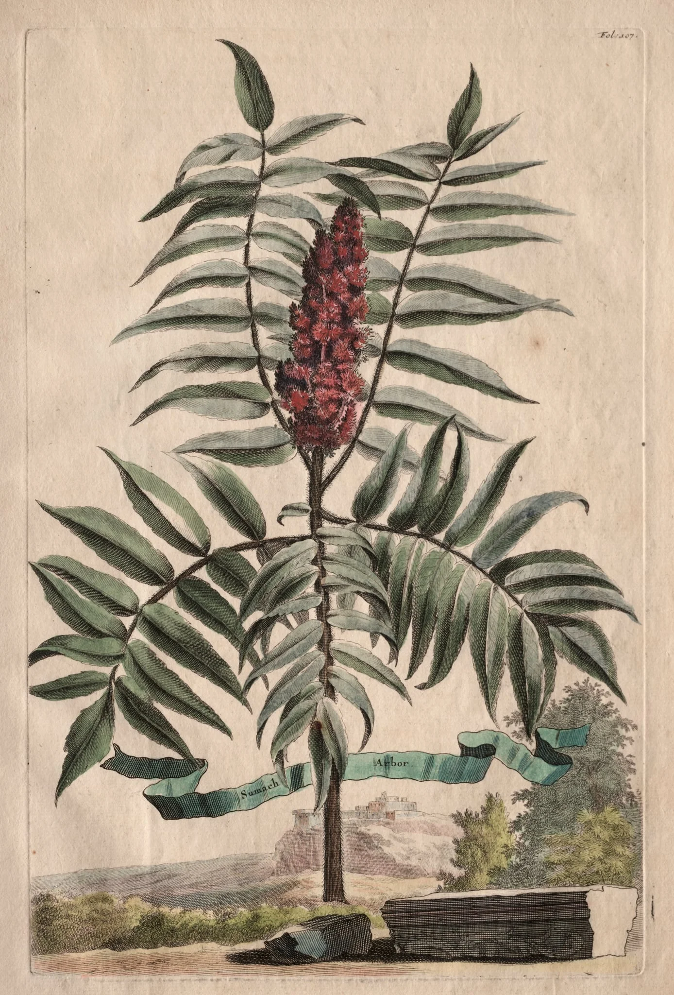 Phytographia Curiosa: Sumach Arbor, detail