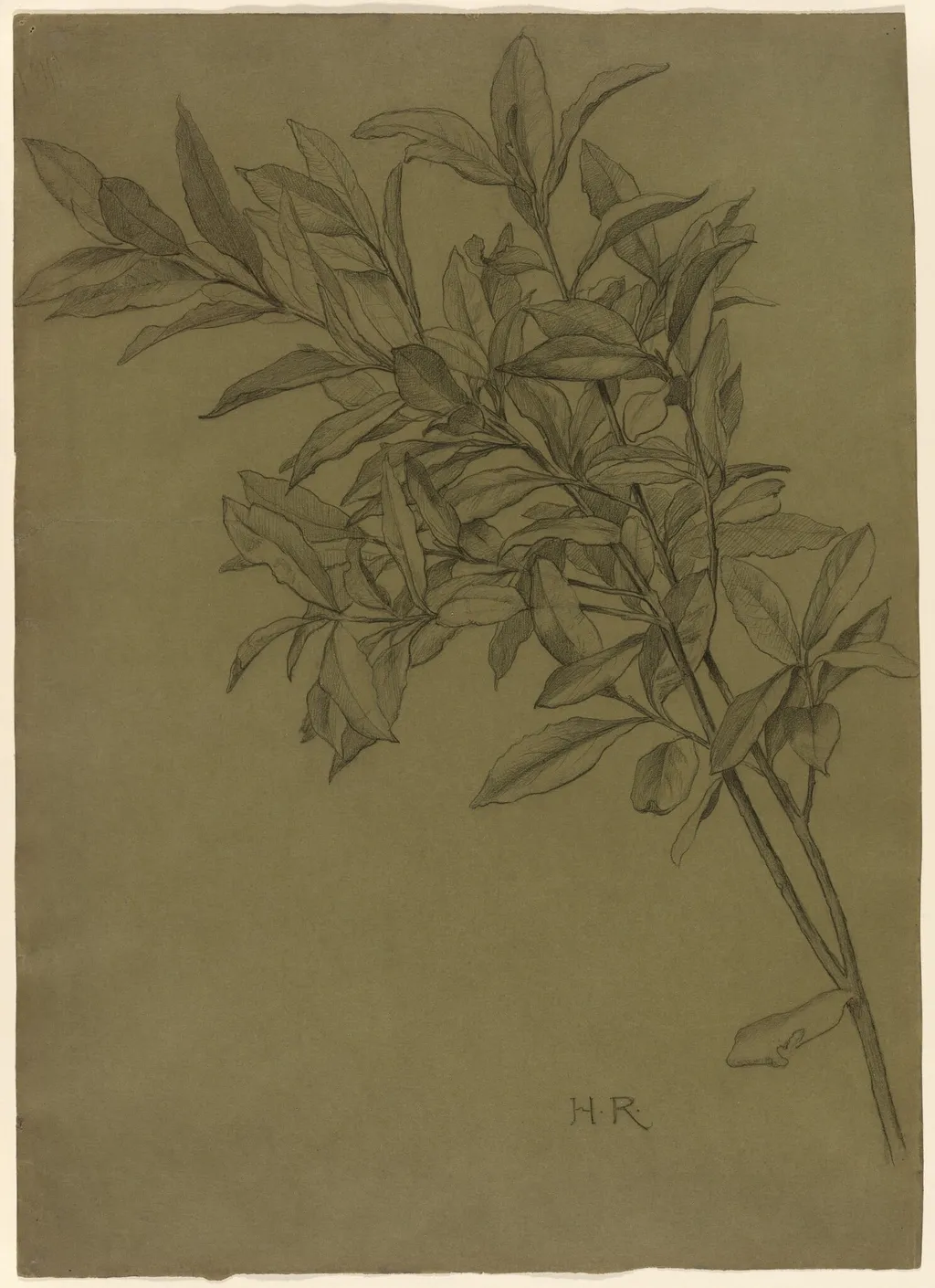 Study of Bay Leaves, by Henry Ryland, graphite, 1898