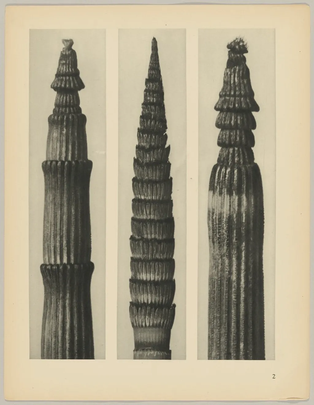 a Equisetum hiemale; b Equisetum maximum; c Equisetum hiemale, by Karl Blossfeldt, 1928