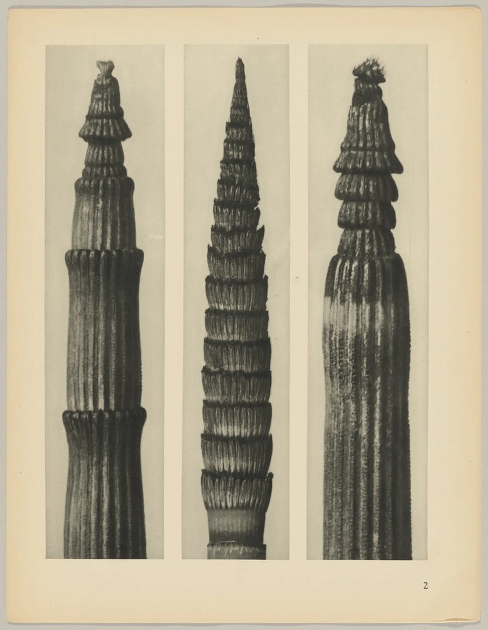 a Equisetum hiemale; b Equisetum maximum; c Equisetum hiemale, detail