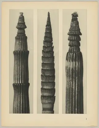 a Equisetum hiemale; b Equisetum maximum; c Equisetum hiemale, by Karl Blossfeldt, 1928