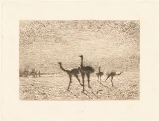 Ostriches in the Desert, by François-Nicolas Auguste Feyen-Perrin, ink, 1872
