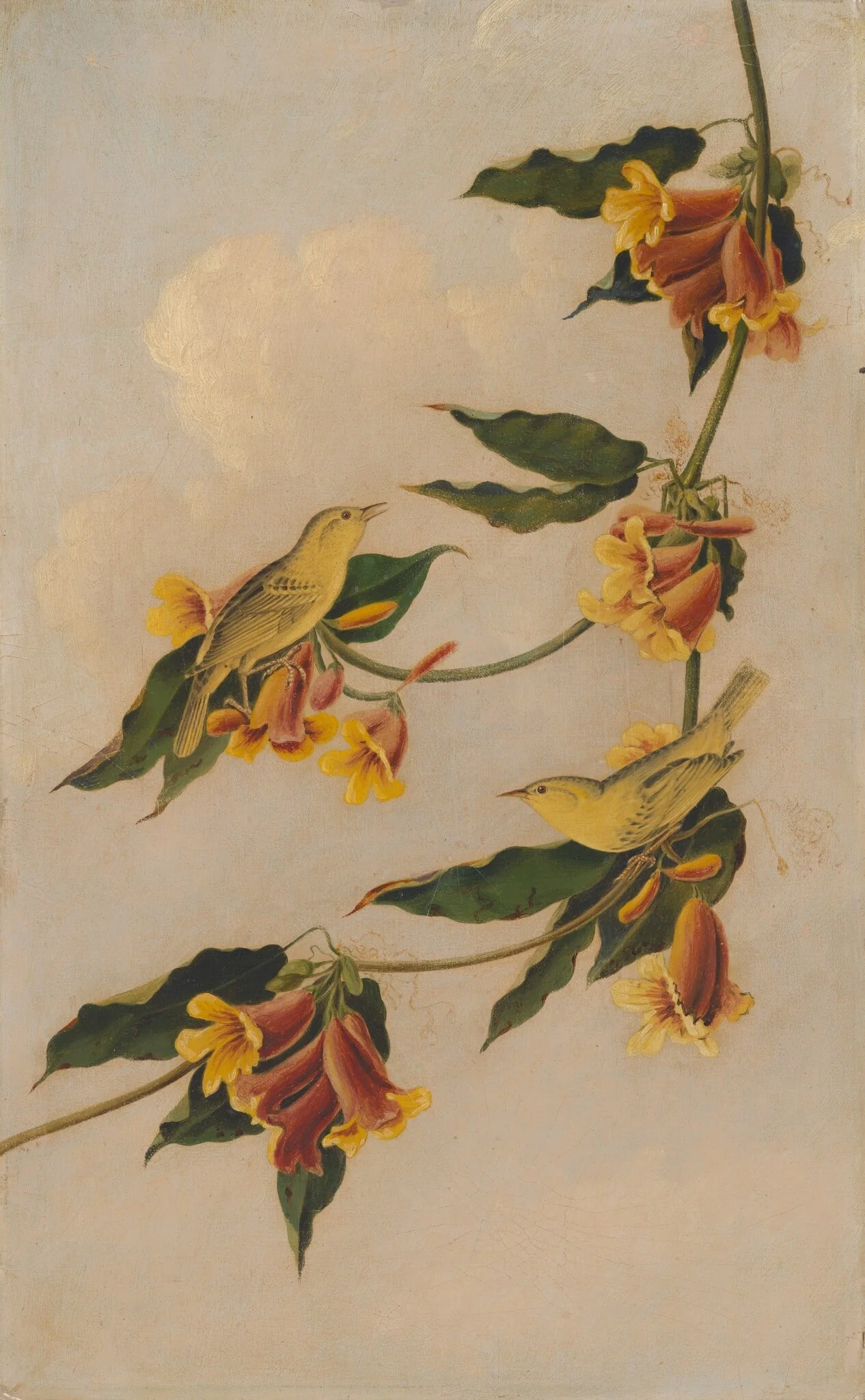 Yellow Warbler, detail