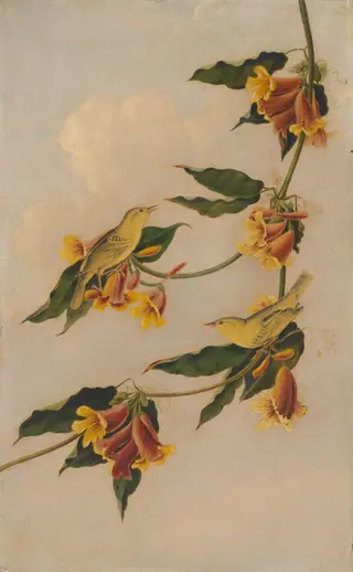 Yellow Warbler, by Joseph Bartholomew Kidd, oil, 1832