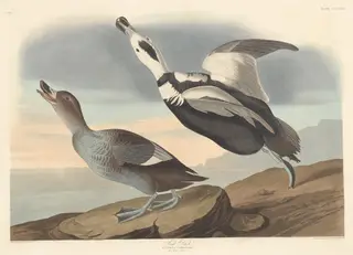 Pied Duck, by Havell, Jr., Robert, ink, 1836