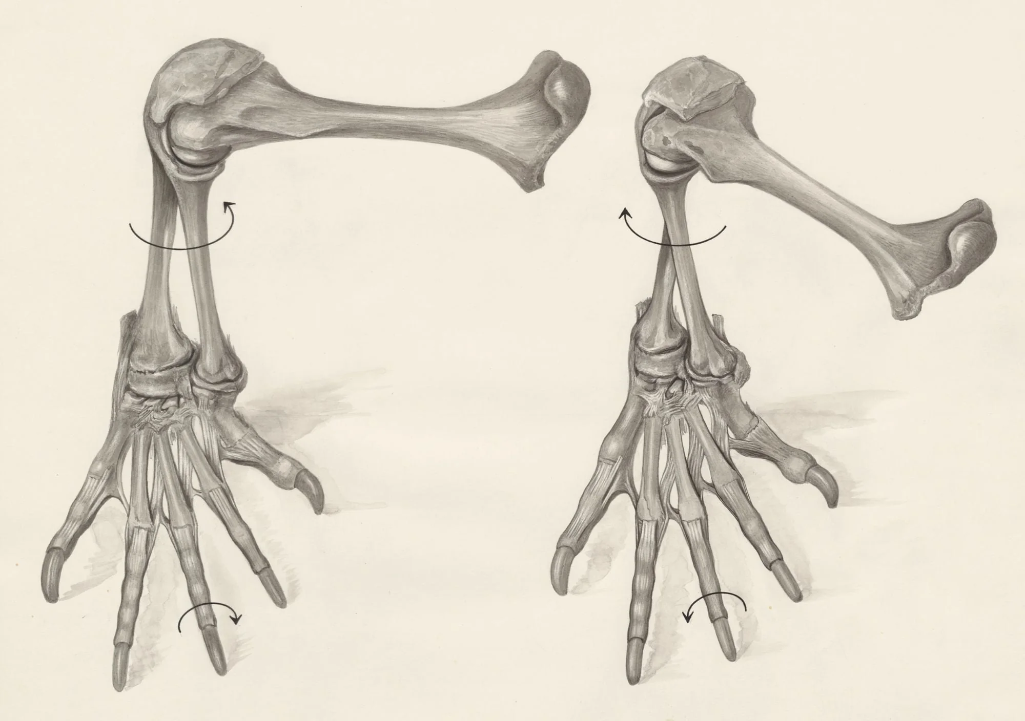 Skeletal legs of a lizard, detail
