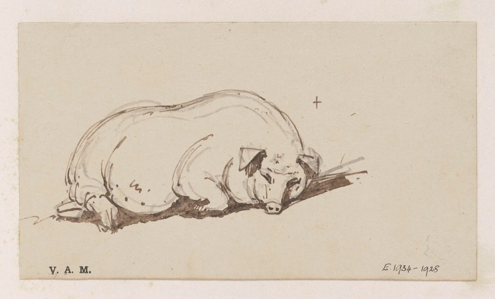 A pig, detail