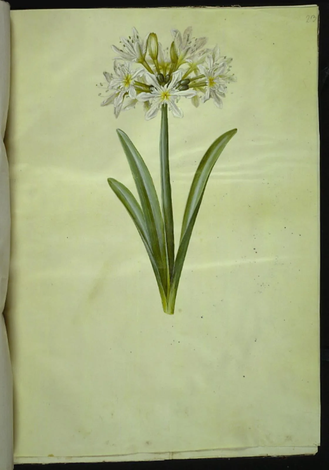 Pancratium Illyricum (småblomstret strandlilje), detail