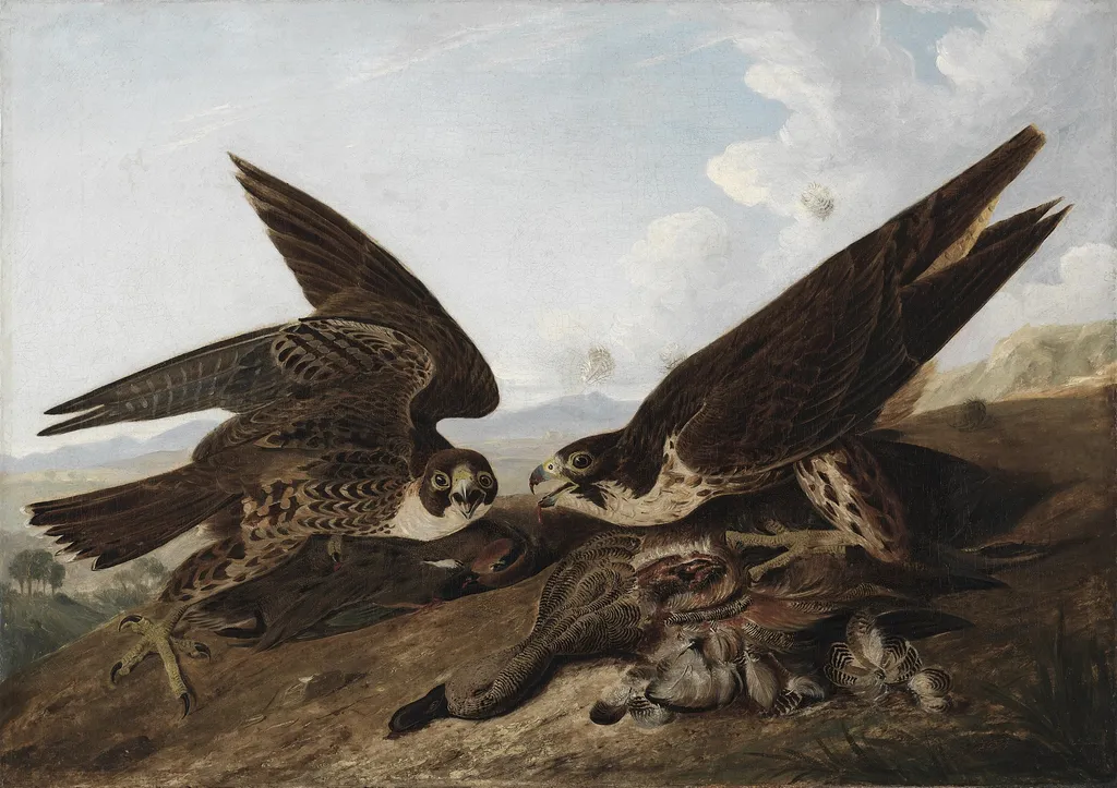 Peregrine Falcons (Duck Hawks), by John James Audubon, oil, 1827