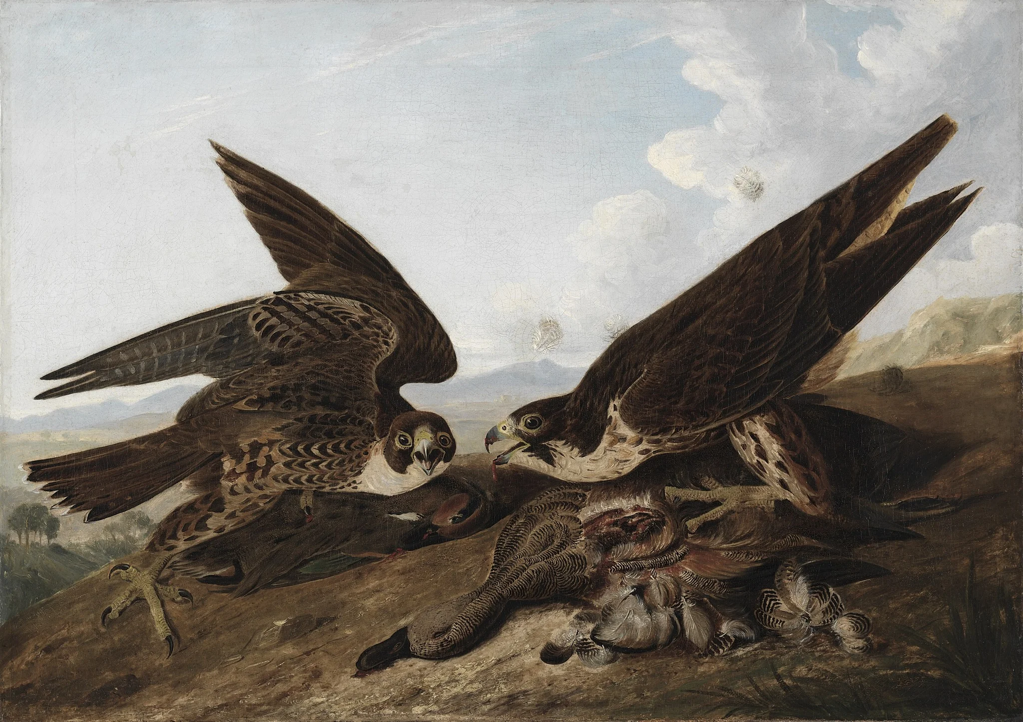 Peregrine Falcons (Duck Hawks), detail